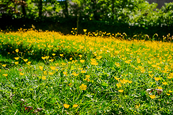 포토 JPG 해외이미지 식물 계절 꽃잎 꽃 백그라운드 잎 꽃무늬 패턴 밭 자연 사람없음 초록색 여름 뷰티 노란색 정원 봄 들꽃 벚꽃 내추럴 해외포토 컬러 무늬 농업 생태계 파일형식 이미지허브