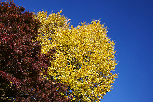 포토 JPG 해외이미지 나무 식물 계절 공원 여행 단풍 잎 밭 오렌지 자연 벽지 하늘 사람없음 야외 빨간색 초록색 파란색 빛 컬러풀 햇빛 태양 뷰티 노란색 평화 환경 맑음 침묵 활발 나뭇가지 시골 신선 황금 숲 장면 10월 내추럴 해외포토 자연요소 공공시설 컬러 컨셉 농업 과일 날씨 소리 날짜 생태계 파일형식 이미지허브