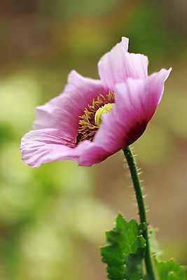 포토 JPG 해외이미지 식물 1 계절 공원 꽃잎 꽃 줄기 분홍색 잎 벽지 바람 왕관 따뜻함 사람없음 장식 초록색 빛 약 노란색 머리 정원 보라색 활발 들꽃 성장 벚꽃 시골 신선 개화 우아함 싱글 데이지 향기 냄새 열정 부드러움 양귀비 취급주의 해외포토 자연요소 공공시설 감정 컬러 컨셉 의학 날씨 경고 신체부위 감각 파일형식 이미지허브