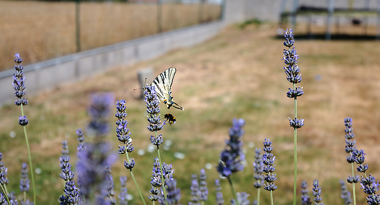 포토 JPG 해외이미지 모양 식물 동물 꽃 야생동물 나비 곤충 잎 꽃무늬 날개 자연 사람없음 야외 장식 초록색 여름 컬러풀 뷰티 정원 맑음 봄 벚꽃 흰색 행운 묘사 싱글 서식 생물학 내추럴 해외포토 계절 교육 컬러 컨셉 무늬 날씨 생태계 파일형식 이미지허브