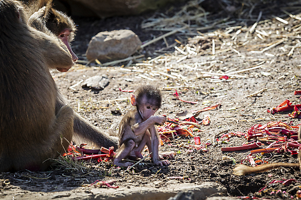 포토 JPG 해외이미지 나무 동물 무기 야생동물 장난 포유류 가족 자연 놀이 휴식 털 사람없음 야외 햇빛 갈색 머리 걷기 산책 원숭이 아기 치아 모피 꼬리 침팬지 해외포토 식물 컬러 컨셉 관계 모션 사람 신체부위 태양 소화기관 생태계 파일형식 이미지허브