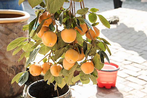 포토 JPG 해외이미지 나무 식물 음식 잎 농업 과일 자연 건강 사람없음 빨간색 초록색 정원 수확 나뭇가지 신선 사과 과수원 유기농 복숭아 내추럴 숙성 해외포토 웰빙 산업 컬러 생태계 파일형식 이미지허브