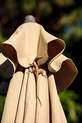 포토 JPG 해외이미지 동물 야생동물 파충류 자연 앉기 사람없음 관찰 손목시계 오르기 도마뱀 해외포토 시계 장신구 모션 생태계 파일형식 이미지허브