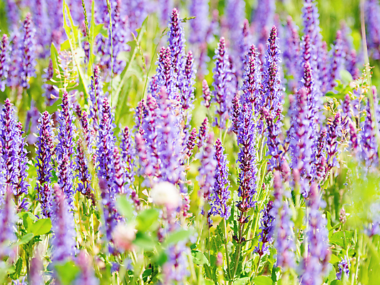 포토 JPG 해외이미지 꽃 백그라운드 자연 사람없음 보라색 봄 풀잎 화려 세이지꽃 해외포토 식물 계절 컬러 컨셉 잎 풀_식물 생태계 파일형식 이미지허브