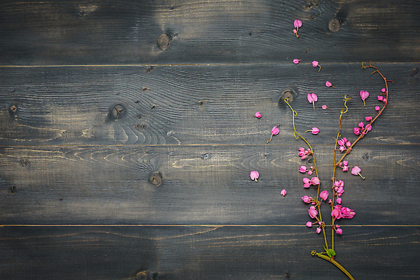 포토 JPG 해외이미지 식물 디자인 꽃 벽 분홍색 백그라운드 컨셉 생각 꽃무늬 패턴 자연 표면 추상 아이디어 사람없음 목재 컬러풀 새싹 검은색 봄 공백 성장 벚꽃 판넬 개화 달콤 널 묘사 질감 통나무 잡동사니 내추럴 구성 수목 처음 스타일 카피스페이스 해외포토 나무 계절 컬러 무늬 재료 맛 생태계 파일형식 이미지허브