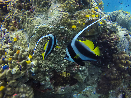 포토 JPG 해외이미지 동물 야생동물 바다 여행 백그라운드 학교 태국 자연 어류 풍경 사람없음 빨간색 물 파란색 컬러풀 수중 산호 큼 아래 다이빙 암초 수족관 내추럴 깊이 이국적 해외포토 자연요소 교육 아시아 컬러 수영 수중동물 자포동물 크기 방향 생태계 위치 수중스포츠 파일형식 이미지허브