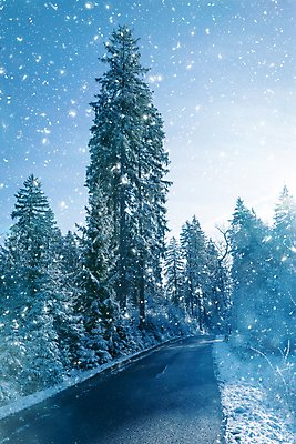 포토 JPG 해외이미지 계절 도로 조각 여행 크리스마스 자국 자연 아침 날씨 거리 사람없음 목재 파란색 햇빛 평화 환경 얼음 침묵 차도 흰색 소나무 통로 서리 장면 공상 온도 천국 눈보라 루트 방법 삼림지대 폭설 해외포토 주간 자연요소 나무 기념일 길 컬러 컨셉 재료 교통시설 눈_날씨 태양 소리 숲 자연재해 생태계 파일형식 이미지허브
