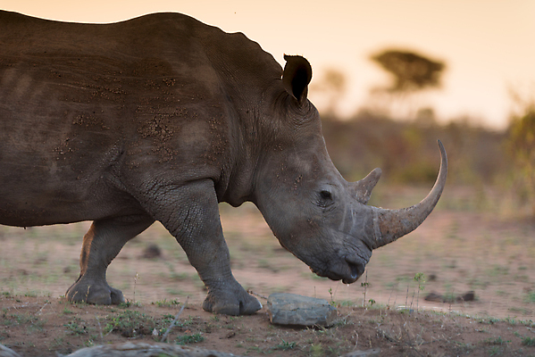 포토 JPG 해외이미지 동물 한마리 응시 야생동물 포유류 아프리카 자연 엄마 초식동물 뿔 사람없음 야외 흰색 아기 신생아 황무지 보호 사파리 멸종 케냐 코뿔소 서식지 남쪽 내추럴 송아지 나미비아 남아프리카 동물상 보츠와나 잠비아 해외포토 멸종위기종 1 시선 나라 새끼 컬러 컨셉 가족 사람 조형물 소 방향 생태계 파일형식 이미지허브
