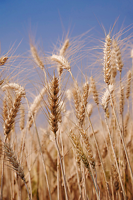 포토 JPG 해외이미지 식물 구름 계절 음식 빵 줄기 밭 농업 자연 하늘 바람 날씨 건조 씨앗 풍경 사람없음 야외 여름 파란색 햇빛 태양 농장 노란색 맑음 일몰 활발 수확 성장 시골 황금 낟알 땅 시리얼 밀 보리 귀 장면 밀짚 밭일 숙성 호밀 세련 해외포토 자연요소 산업 컬러 컨셉 곡류 신체부위 노을 짚 생태계 파일형식 이미지허브