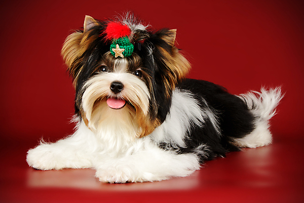 포토 JPG 해외이미지 동물 1 행복 새끼 백그라운드 새로움 털 미소 사람없음 빨간색 반려동물 귀여움 검은색 거울 흰색 개 달콤 강아지 작음 요크셔테리어 테리어 활 솜털 송곳니 기르기 비버 삼색 해외포토 감정 컬러 컨셉 포유류 표정 맛 치아 크기 돌봄 파일형식 이미지허브