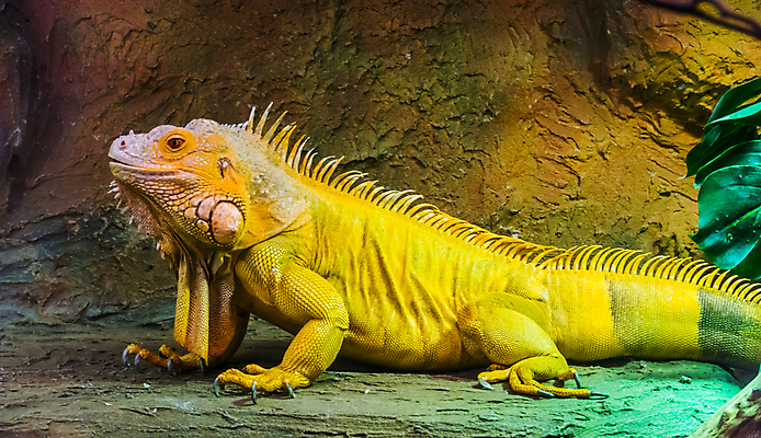 포토 JPG 해외이미지 동물 응시 여자 남자 얼굴 오렌지 파충류 동물원 종류 성인 사람없음 초록색 반려동물 컬러풀 머리 미국 활발 도마뱀 이구아나 브라질 강렬 이국적 인기 해외포토 시선 컬러 컨셉 북아메리카 과일 사람 신체부위 남아메리카 파일형식 이미지허브