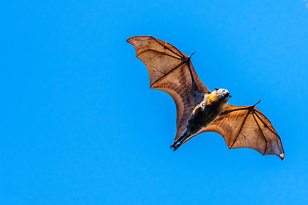 포토 JPG 해외이미지 나무 동물 공원 아시아 야생동물 백그라운드 날개 과일 포유류 자연 하늘 사람없음 야외 세로 파란색 머리 검은색 할로윈 자유 튀김 오픈 호주 야간 설치류 신비 열대우림 인도인 여우 박쥐 시드니 거인 흡혈귀 무료 이국적 집게발 혼자 해외포토 자연요소 외국인 식물 공공시설 나라 음식 컬러 컨셉 동양인 신체부위 오세아니아 숲 생태계 파일형식 이미지허브