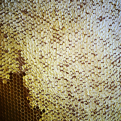 포토 JPG 해외이미지 모양 동물 라이프스타일 음식 곤충 백그라운드 패턴 자연 프레임 세포 사람없음 약 노란색 머리빗 업무 황금 달콤 꿀벌 벌 묘사 질감 바쁨 꽃가루 육각형 꿀 고무 여왕 벌집 내추럴 고립 밀랍 양봉 양봉장 어려움 왁스 진짜 폴리곤 해외포토 도형 컬러 무늬 의학 생활 미용용품 작업 맛 벌_곤충 가루 생태계 파일형식 이미지허브