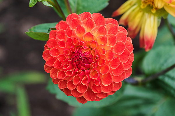 포토 JPG 해외이미지 식물 계절 꽃 분홍색 백그라운드 잎 꽃무늬 오렌지 자연 선물 사람없음 초록색 여름 컬러풀 뷰티 정원 벚꽃 신선 달리아 해외포토 컬러 무늬 과일 생태계 파일형식 이미지허브