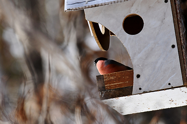 포토 JPG 해외이미지 동물 조류 사람없음 컬러풀 깃털 부리 참새 해외포토 컬러 파일형식 이미지허브
