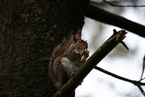 포토 JPG 해외이미지 나무 동물 1 응시 공원 야생동물 백그라운드 잎 겨울 포유류 자연 조류 털 사람없음 야외 목재 초록색 햇빛 갈색 정원 회색 견과류 나뭇가지 설치류 숲 작음 모피 먹기 배고픔 꼬리 다람쥐 땅콩 솜털 내추럴 고립 해외포토 식물 시선 계절 공공시설 컬러 재료 모션 태양 크기 생태계 파일형식 이미지허브