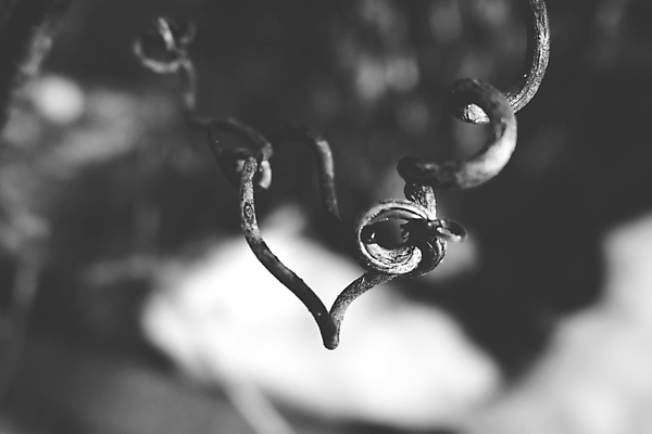 포토 JPG 해외이미지 모양 식물 계절 백그라운드 컨셉 겨울 패턴 자연 추상 사람없음 야외 울타리 금속 정원 검은색 성장 가을 철 심볼 내추럴 철강 해외포토 컬러 무늬 재질 담장 생태계 파일형식 이미지허브