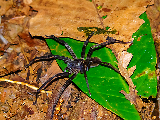 포토 JPG 해외이미지 나무 공원 야생동물 바다 섬 여행 자연 벽지 하늘 산 국립공원 손바닥 사람없음 야외 초록색 물 파란색 환경 미국 다양 행운 숲 열대우림 태평양 고립 전국 코스타리카 해외포토 자연요소 식물 동물 손 공공시설 컬러 다수 컨셉 북아메리카 중앙아메리카 생태계 파일형식 이미지허브