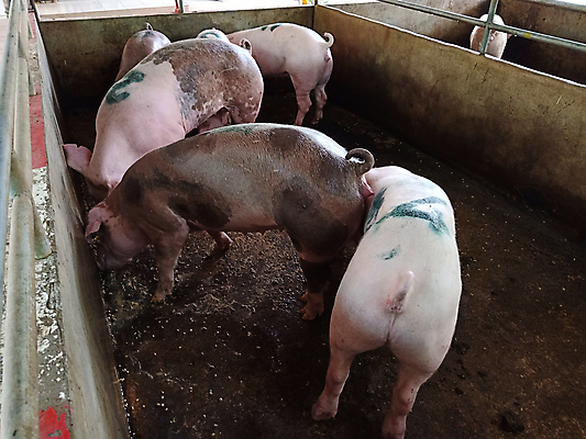 포토 JPG 해외이미지 동물 산업 음식 분홍색 농업 포유류 태국 자연 엄마 따뜻함 건강 육류 돼지고기 사람없음 농장 식사 가축 성장 흰색 시골 돼지 그룹 볏짚 큼 먹기 코 귀 주둥이 잡종 외양간 단백질 밭일 해외포토 아시아 컬러 식재료 가족 모션 신체부위 짚 크기 생태계 영양소 파일형식 이미지허브