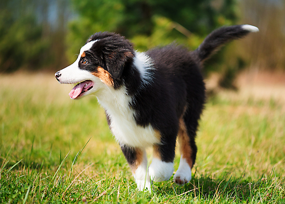 포토 JPG 해외이미지 동물 공원 행복 포즈 장난 모션 자연 놀이 휴식 사람없음 야외 초록색 여름 반려동물 달리기 점프 검은색 봄 우정 산책 기쁨 자유 가을 흰색 양치기 개 강아지 호주 속도 송곳니 기르기 유래 해외포토 직업 계절 공공시설 감정 컬러 컨셉 포유류 친구 오세아니아 치아 생태계 돌봄 파일형식 이미지허브