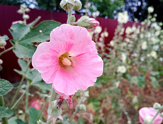 포토 JPG 해외이미지 식물 계절 꽃잎 꽃 분홍색 백그라운드 잎 꽃무늬 자연 건강 사람없음 야외 목재 장식 빨간색 초록색 여름 약 장미 마을 정원 보라색 벚꽃 흰색 개화 큼 허브 원예 내추럴 아욱 해외포토 나무 컬러 무늬 재료 의학 취미 크기 생태계 파일형식 이미지허브