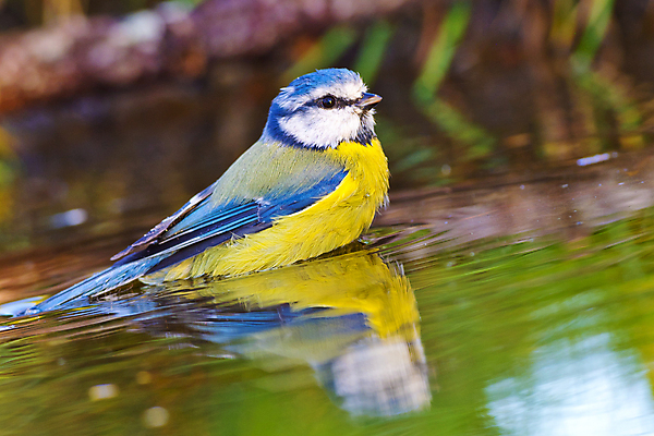 포토 JPG 해외이미지 동물 유럽 음료 야생동물 자연 조류 사람없음 초록색 물 환경 목욕 젖음 다양 연못 스페인 보호 숲 갈증 깃털 생태계 생물학 부리 서식지 동물상 무료 보호구역 생태학 해외포토 자연요소 교육 나라 컬러 다수 컨셉 조형물 청결 구역 파일형식 이미지허브
