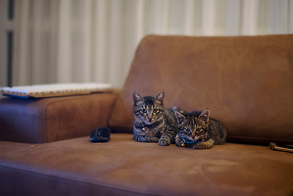 포토 JPG 해외이미지 동물 응시 얼굴 어린이 오렌지 영국 털 사랑 사람없음 친구 반려동물 뷰티 귀여움 검은색 고양이 우정 회색 분노 아기 신생아 오픈 입 솜털 대치 유래 총구 몽환 해외포토 시선 감정 유럽 컬러 컨셉 과일 포유류 관계 사람 신체부위 파일형식 이미지허브