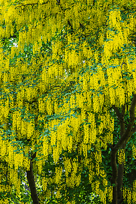 포토 JPG 해외이미지 나무 꽃잎 꽃 백그라운드 잎 꽃무늬 자연 바나나 따뜻함 매달리기 사람없음 야외 초록색 노란색 정원 봄 흰색 황금 닫기 떨어짐 큼 다발 버드나무 향기 꽃가루 해외포토 식물 계절 컬러 컨셉 무늬 과일 모션 크기 가루 생태계 냄새 파일형식 이미지허브
