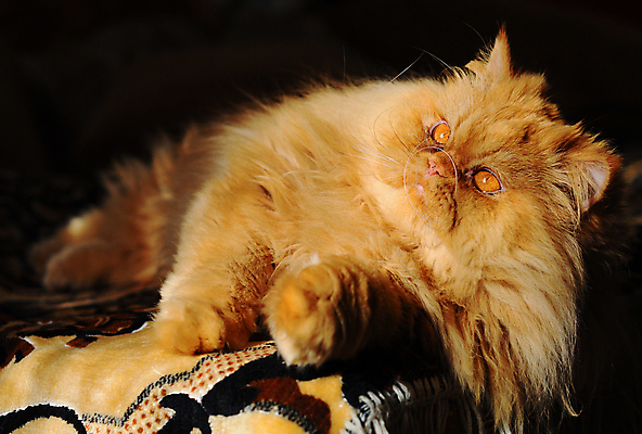 포토 JPG 해외이미지 응시 얼굴 수염 털 사람없음 빨간색 반려동물 소파 머리 고양이 잠 큼 모피 코 귀 솜털 생강 몸단장 거짓말 기르기 동반자 총구 해외포토 동물 시선 컬러 채소 의자 포유류 신체부위 크기 돌봄 파일형식 이미지허브