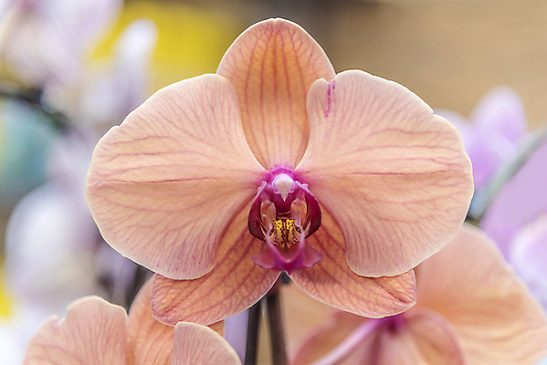 포토 JPG 해외이미지 나무 식물 전통 계절 꽃잎 꽃 분홍색 조각 여행 백그라운드 잎 꽃무늬 과일 비즈니스 자연 거리 사람없음 장식 빨간색 초록색 여름 컬러풀 조각상 뷰티 노란색 탑 상점 정원 보라색 봄 벚꽃 신선 도시 사찰 난초 시장 유기농 내추럴 옛날 해외포토 건축물 웰빙 컬러 무늬 종교건축 조형물 생태계 파일형식 이미지허브