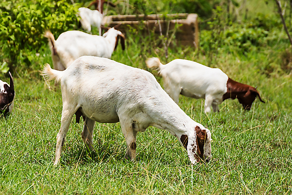 포토 JPG 해외이미지 동물 행복 백그라운드 밭 농업 포유류 태국 자연 염소 사람없음 야외 초록색 여름 컬러풀 뷰티 농장 농경지 걷기 마을 환경 가축 목장 농촌 시골 신선 그룹 양치기 군중 방목 땅 먹기 내추럴 밭일 수유 찰과상 해외포토 직업 계절 감정 산업 아시아 컬러 모션 사람 축산업 상처 생태계 파일형식 이미지허브