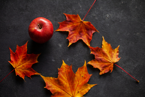 포토 JPG 해외이미지 단풍 낙엽 과일 검은배경 실내 사람없음 한개 사과 해외포토 1 백그라운드 잎 내부 검은색 파일형식 이미지허브