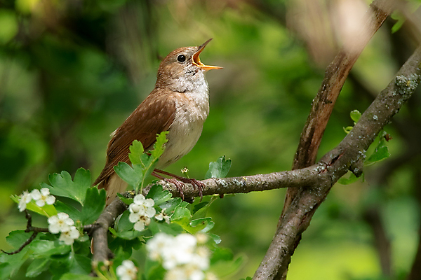포토 JPG 해외이미지 나무 동물 아이콘 계절 남자 유럽 야생동물 노래 자연 조류 아침 앉기 사람없음 야외 목재 초록색 갈색 점프 봄 회색 가수 나뭇가지 황무지 오스트리아 숲 작음 시끄러움 서식지 해외포토 주간 식물 나라 음악 컬러 재료 모션 사람 음악가 크기 생태계 파일형식 이미지허브
