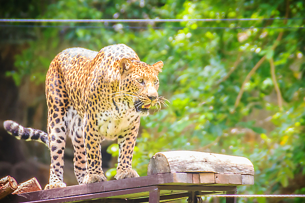 포토 JPG 해외이미지 주간 한마리 응시 야생동물 줄기 잎 아프리카 자연 동물원 사람없음 야외 아웃포커스 맹수 표범 해외포토 자연요소 식물 동물 1 시선 나라 포유류 촬영기법 생태계 파일형식 이미지허브