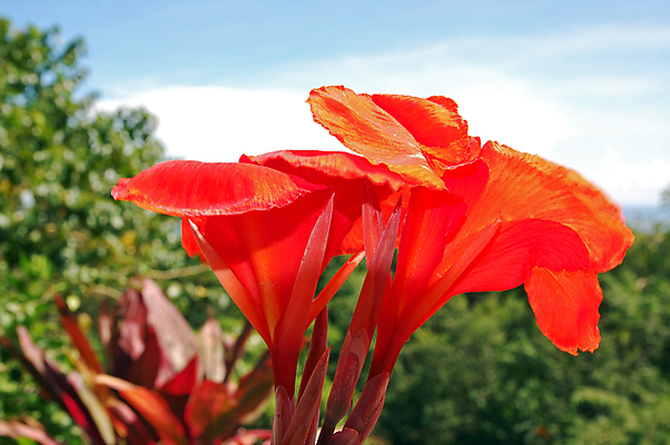 포토 JPG 해외이미지 식물 꽃 잎 자연 사람없음 해외포토 생태계 파일형식 이미지허브