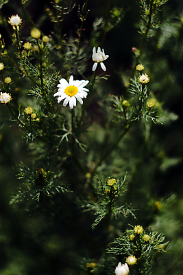 포토 JPG 해외이미지 식물 꽃잎 꽃 줄기 잎 자연 친절 건강 잔디 사람없음 초록색 약 노란색 정원 검은색 어둠 활발 들꽃 성장 흰색 신선 작음 신비 허브 원예 데이지 꽃가루 부드러움 깊이 블러 캐모마일 해외포토 컬러 컨셉 의학 취미 감각 크기 가루 생태계 파일형식 이미지허브