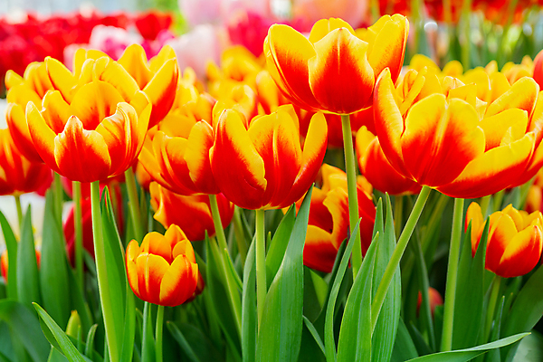 포토 JPG 해외이미지 꽃 백그라운드 사람없음 튤립 해외포토 식물 파일형식 이미지허브