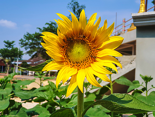 포토 JPG 해외이미지 식물 꽃 행복 백그라운드 잎 꽃무늬 밭 농업 자연 하늘 해바라기 풍경 사람없음 야외 초록색 여름 빛 농작물 컬러풀 햇빛 태양 뷰티 노란색 정원 맑음 일몰 활발 수확 성장 벚꽃 시골 개화 벌 유기농 원예 꽃가루 천국 내추럴 밭일 해외포토 자연요소 웰빙 계절 감정 산업 컬러 곤충 컨셉 무늬 날씨 취미 노을 가루 생태계 파일형식 이미지허브