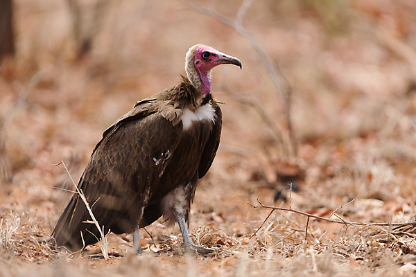 포토 JPG 해외이미지 동물 야생동물 아프리카 자연 조류 사람없음 야외 원주민 수집 먹기 부리 내추럴 세렝게티 탄자니아 해외포토 나라 모션 아프리카인 생태계 파일형식 이미지허브