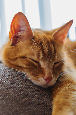 포토 JPG 해외이미지 동물 백그라운드 오렌지 창문 포유류 수염 주택 털 사랑 성인 사람없음 빛 반려동물 소파 고양이 가축 호랑이 기다림 모피 얼룩무늬 완벽 해외포토 감정 컨셉 무늬 의자 과일 모션 사람 건물 파일형식 이미지허브