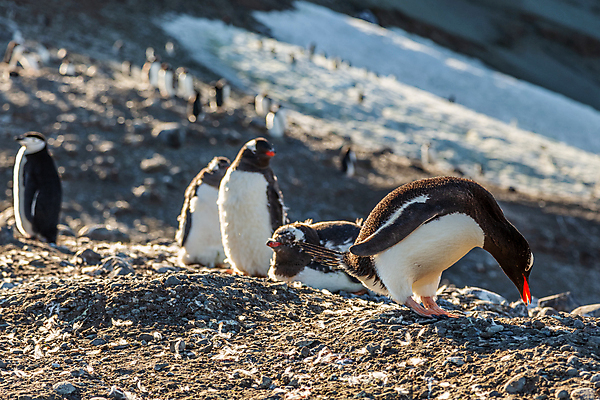 포토 JPG 해외이미지 동물 야생동물 섬 여행 겨울 자연 조류 동물원 병아리 서기 사람없음 야외 물 반려동물 뷰티 냉동 얼음 검은색 추위 흰색 그룹 황무지 남극 북극 깃털 펭귄 부리 지역 암초 온도 남쪽 식민지 해외포토 자연요소 계절 컬러 모션 극지방 방향 생태계 파일형식 이미지허브