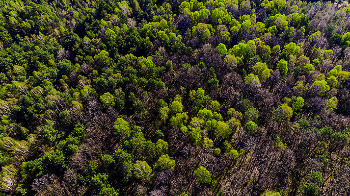 포토 JPG 해외이미지 나무 계절 공원 백그라운드 잎 패턴 자연 프레임 안테나 사람없음 야외 목재 초록색 환경 봄 시골 소나무 황무지 정상 숲 머리위 내추럴 넘어짐 드론 가문비나무 해외포토 식물 공공시설 컬러 무늬 재료 통신 모션 생태계 파일형식 이미지허브