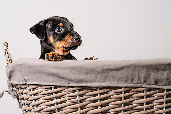 포토 JPG 해외이미지 동물 1 응시 얼굴 새끼 백그라운드 친절 실내 사랑 앉기 사람없음 반려동물 갈색 바구니 평화 귀여움 검은색 우정 흰색 표현 개 달콤 강아지 작음 테리어 송곳니 경보 고립 유래 해외포토 시선 감정 컬러 컨셉 포유류 모션 내부 신체부위 친구 맛 치아 크기 파일형식 이미지허브