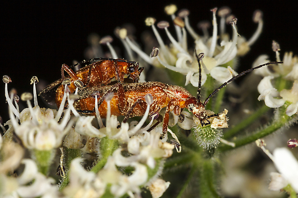 포토 JPG 해외이미지 식물 동물 1 꽃 야생동물 곤충 백그라운드 날개 자연 휴식 사람없음 야외 가로 빨간색 여름 뷰티 정원 봄 닫기 보호 딱정벌레 원예 꽃가루 진홍색 짝짓기 동물상 취급주의 해외포토 계절 컬러 컨셉 모션 경고 취미 조형물 가루 생태계 파일형식 이미지허브