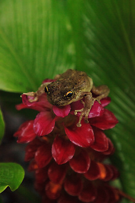 포토 JPG 해외이미지 동물 꽃 야생동물 청소년 자연 개구리 양서류 사람없음 정원 벚꽃 아기 청개구리 생강 플로리다 해외포토 식물 채소 사람 미국 생태계 파일형식 이미지허브