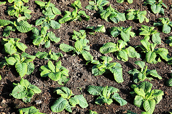 포토 JPG 해외이미지 식물 계절 꽃 백그라운드 컨셉 농업 자연 새로움 사람없음 초록색 여름 금융 환경 정원 봄 성장 벚꽃 닫기 시작 원예 일렬 화단 먼지 심기 영원 총쏘기 파종 세련 해외포토 산업 컬러 모션 취미 경제 농사 생태계 파일형식 이미지허브