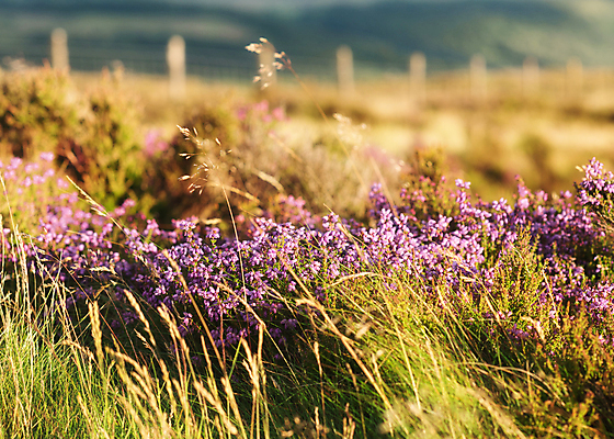 포토 JPG 해외이미지 식물 꽃 꽃무늬 밭 자연 풍경 사람없음 초록색 여름 파란색 뷰티 정원 보라색 봄 벚꽃 허브 제비꽃 내추럴 해외포토 계절 컬러 무늬 농업 생태계 파일형식 이미지허브