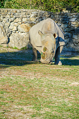 포토 JPG 해외이미지 공원 남자 야생동물 포유류 뿔 동물원 성인 사람없음 사파리 코뿔소 해외포토 동물 공공시설 사람 파일형식 이미지허브