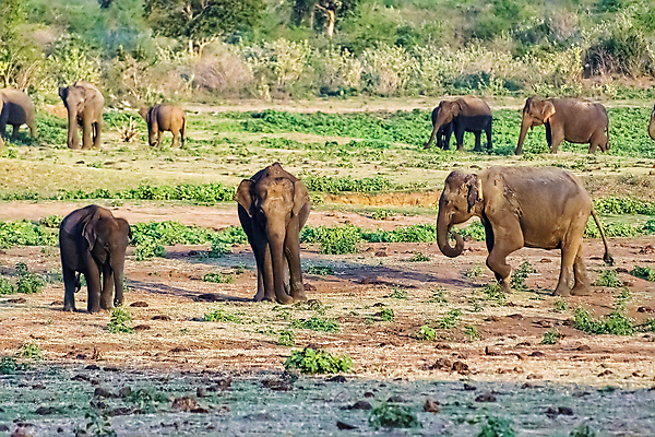 포토 JPG 해외이미지 동물 공원 야생동물 여행 포유류 가족 모션 아프리카 자연 엄마 초식동물 휴가 코끼리 함께함 동양인 풍경 성인 사람없음 걷기 게임 아기 그룹 군중 큼 사파리 장면 멸종 송아지 사바나 수유 스리랑카 전국 평야 많음 해외포토 멸종위기종 공공시설 나라 아시아 새끼 컨셉 관계 놀이 사람 인종 소 크기 생태계 파일형식 이미지허브