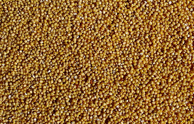 포토 JPG 해외이미지 음식 백그라운드 패턴 재료 건조 건강 씨앗 사람없음 가로 노란색 선택 먹이 낟알 시리얼 먹기 가득함 질감 섬유 수수 작살 해외포토 식물 컬러 컨셉 무늬 모션 직물 파일형식 이미지허브